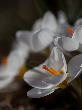 Flowers from my backyard