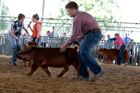 2026 Morgan County Fair OPEN Swine Show