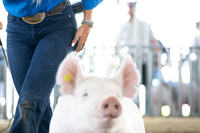 2026 Morgan County Fair "4-H Swine Show"