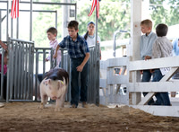 2026 Morgan County 4-H Swine Showmanship