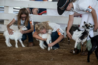 2026 Morgan County Goat Show 2
