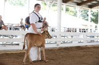 2026 Morgan County Fair 4-H Dairy Show