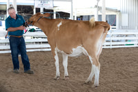 Morgan County Fair Open Dairy Show