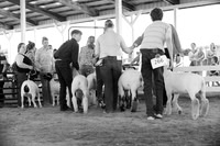 2026 Morgan County Fair 4-H Sheep Show