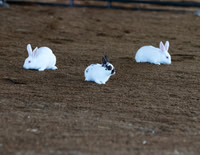 2026 Morgan County Fair 4-H Rabbit Round Up