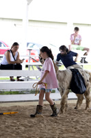 2025 Morgan County Fair 4-H Llama