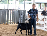2025 Morgan County 4-H Fair Goat (Market & Showmanship)