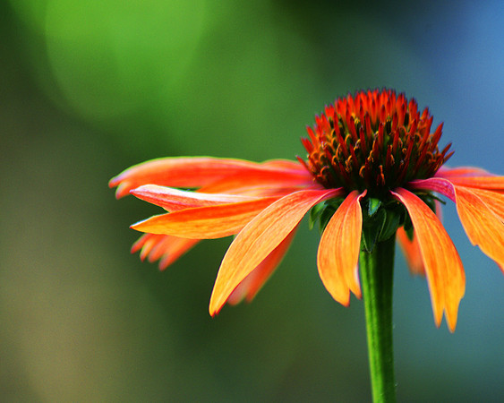 Orange (featured in Indianapolis Monthly Magazine.