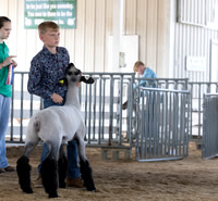 Morgan County 4-H Fair Sheep Show