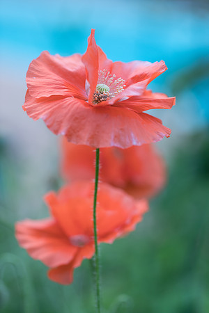 Indianapolis Senior Photographer | Connie Etter Photography-1029