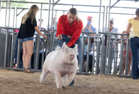 2025 Morgan County Fair 4-H Swine Show