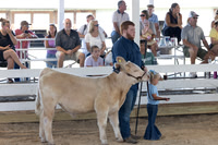 2025 Morgan County Fair Open Beef, Little Wrangler, 4H Born & Raised, 4-H Market